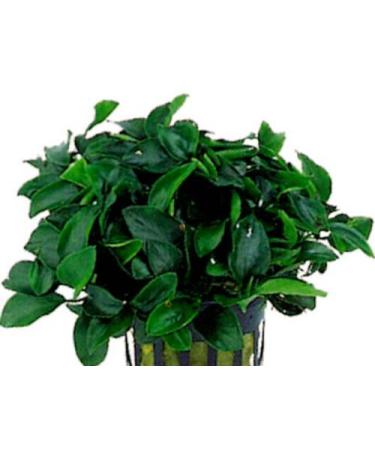 Anubias Nana Mini - Live Aquarium Plant