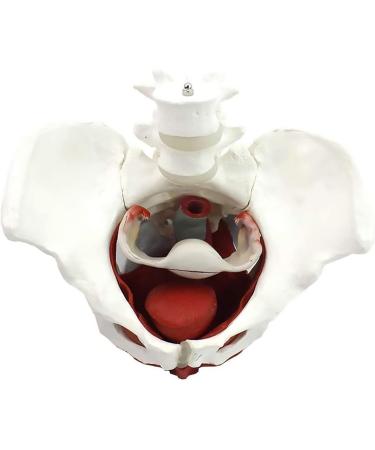 Buy WIUPJGBD Female Pelvic Model - Anatomical Anatomy for Pelvic Floor Study Bladder & Vagina Educational Accessory - Buy Online on GoSupps.com