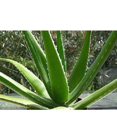 Two Aloe Vera Leaf Cuttings 2 Pounds  - Buy Online on GoSupps.com