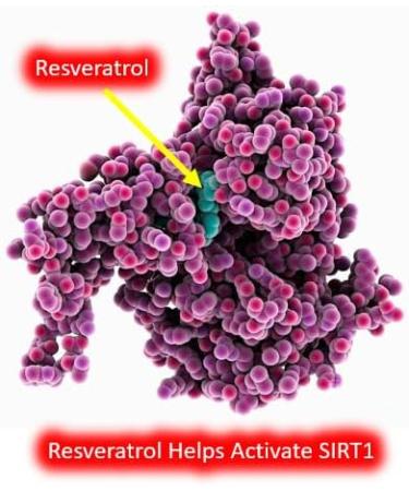 Resveratrol 1000mg Trans-Resveratrol + Quercetin Sirtuin Activator Boosts NAD Levels 120 Capsules 2 Month Supply - Buy Online on GoSupps.com