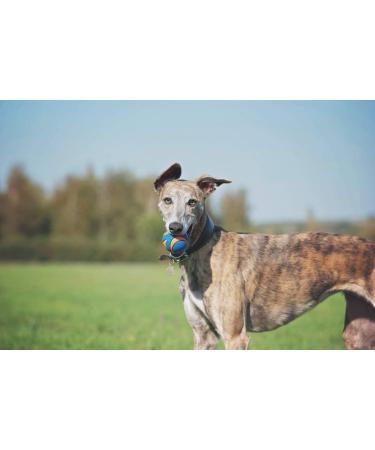 Chuckit! Ultra Squeaker Ball Medium - Pack of 2 | Durable Dog Toy - Buy Online on GoSupps.com
