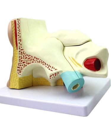 Human Ear Template Outdoor Ear Medium Ear Inner Ear Ear Structure Model Adapted for Teaching - Buy Online on GoSupps.com