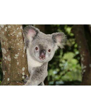 Eucalyptus Essential Oil 100% Pure 4oz or 8oz or 16oz for Aromatherapy Massage Topical & Household Uses 4 Ounce - Buy Online on GoSupps.com