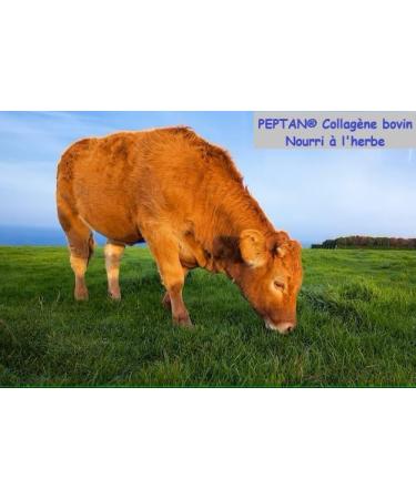 Multi Collagen Patented Peptan Collagen + Hyaluronic Acid + Vitamin C + Bioperine + Ovomet + Biotin - Various Patents + Clinical Studies - 240 Capsules 4 Months of Cure - Buy Online on GoSupps.com