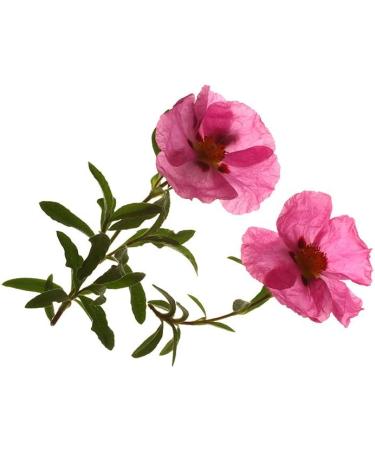 Organic Cistus Incanus - Czystek 500g 1.1lb - Albanian Herbal Tea - Buy Online on GoSupps.com