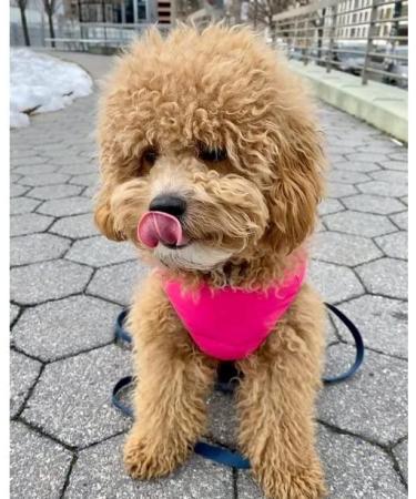 Pink Gooby Padded Vest Dog Jacket - Warm Fleece Zip-Up with D-Ring Leash - Winter Water Resistant Small Dog Sweater for Boys, Medium Dogs - Size Medium - Buy Online on GoSupps.com