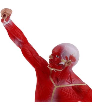 Educational Model 50Cm Human Torso Superficial Muscle Model Vision Human Muscle Anatomy Model for Learning Resources Medical Models - Buy Online on GoSupps.com