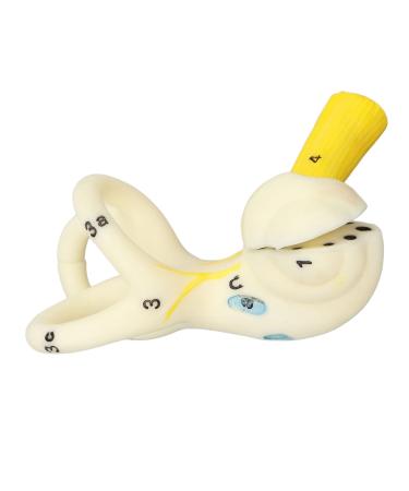 Highly Detailed Inner Ear Labyrinth Model - 5X Magnification PVC Semicircular Canal - Ideal for Teaching and Education - Buy Online on GoSupps.com
