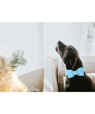 Dogwong Light Blue Dog Collar with Removable Fly - Adjustable & Comfortable for Small to Medium Dogs | Perfect Gift for Boys & Girls (X-Small Pack of 1) - Buy Online on GoSupps.com