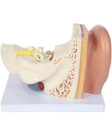 Human Ear Model 5 Times Natural Size Pattern with 3 Parts Illustrating Ear Main Ear Beings Ear Cleaner Internal Ear - Buy Online on GoSupps.com