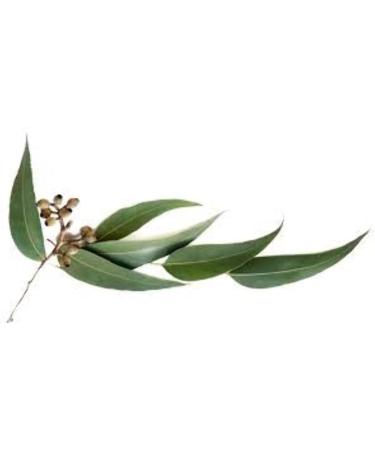  Ancient Wisdom Ancient Wisdom Eucalyptus Solid Argan Bread Shampoo - Buy Online on GoSupps.com