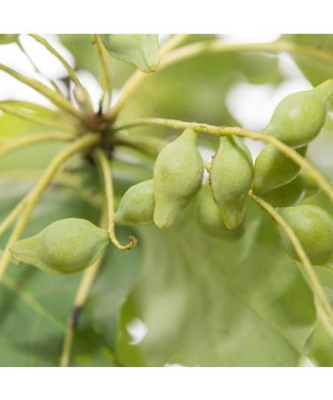 Buy LATHER Australian Plum Night Cr me 1.8oz - Nourishing Night Moisturizer for All Skin Types | Best Price & Fast International Shipping - Buy Online on GoSupps.com