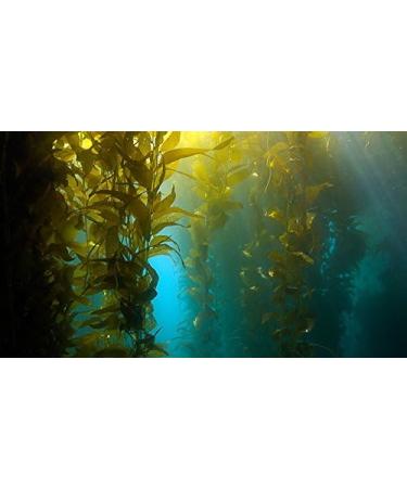Buy Indigo Herbs Kelp Seaweed Powder 250g | Premium Natural Superfood for Health & Wellness | International Shipping - Buy Online on GoSupps.com
