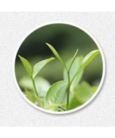 HELLOYOUNG 350g Th blanc de printemps bio chinois Fuding Th Pu'er nourriture verte la sensation en bouche est intense et pleine de couches Th pu-erh Pu'er Tea - Buy Online on GoSupps.com