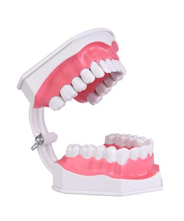 Dental Teaching Teeth Model for Kids | Educational Tooth Brushing Tool for Oral Care - Buy Online on GoSupps.com