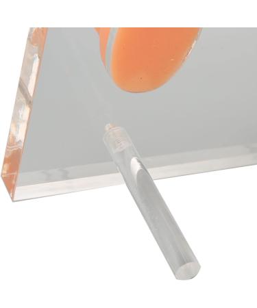 Buy Silicone Waterproof Ear Model for ENT Hospitals - Soft & Tenacious with Support Columns | International Shipping Available - Buy Online on GoSupps.com