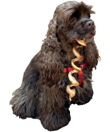 Dental Floss CURLY 4-6" Bully Sticks Made in USA Odor Free PACK 25 - Buy Online on GoSupps.com