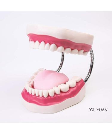 Teeth Model with Removable Teeth & Toothbrush for Dental Education - Simulated Dental Care Body Model - Buy Online on GoSupps.com