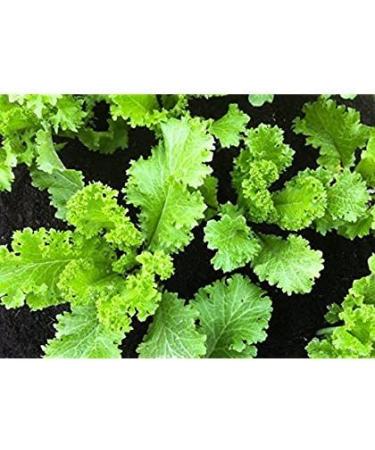 200 + South Giant Curled semi -Organic Mustard Non gm Garden Sprouts - Buy Online on GoSupps.com