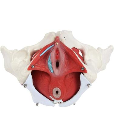 Female Bassin Human Basin Model with Pelvic Floor Muscle Model Ornament - Buy Online on GoSupps.com