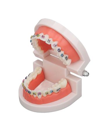 Tooth Model ANGGREK Dental Typodontic Tooth Model with Orthodontic Metal Mount for Dental Teaching Research - Buy Online on GoSupps.com