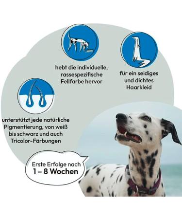 Gray Original 100% Pure Sea Algae Flour - Enhance Fur Pigmentation & Shine for Dogs & Cats (800g Pack) - Buy Online on GoSupps.com