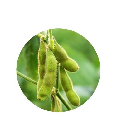 Holyflavours Organic Peeled Soya Beans | 1 Kg Natural Superfood | International Shipping Available - Buy Online on GoSupps.com