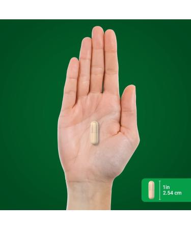 Piping Rock Echinacea Goldenseal Capsules 1400mg - 180 ct | Herbal Supplement Concentrated Extract | Vegetarian, Non-GMO, Gluten-Free - Buy Online on GoSupps.com