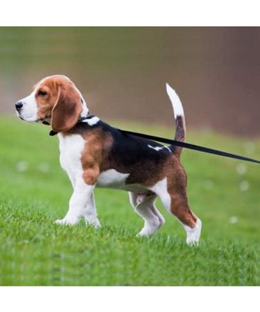 High-Quality 15m Red Track Line for Dogs | Durable Nylon Leash with D-Carabiner & Grip Cushion | Ideal for Training Large & Small Dogs - Buy Online on GoSupps.com