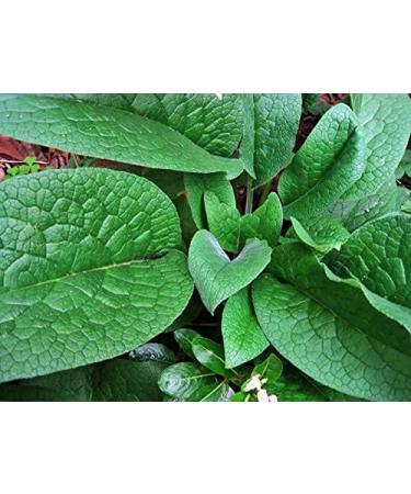 Organic Comfrey Medicinal Herbal Oil - Raw & Non-GMO, Wound Healing, Skin-Cell Regeneration, Scar Reduction, Anti-Inflammatory - Excellent Carrier Oil - Buy Online on GoSupps.com