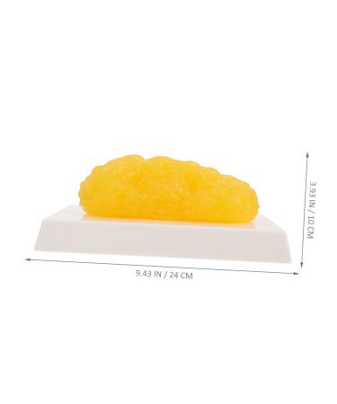Gatuida Anatomical Fat 4pcs Fat Model Models Human Body Fat Plastic Body Fat Human Fat 1 Pound Demonstration Device Module - Buy Online on GoSupps.com