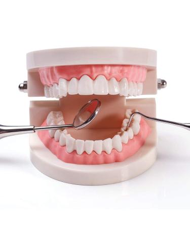 High-Quality Dental Model & Denture Demonstration Kit for Adults & Children | Includes 2 Toothbrushes | Ideal for Teaching & Learning - Buy Online on GoSupps.com