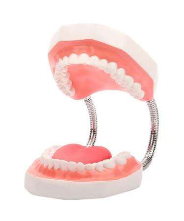 Acfthepiey tooth mouth model enlarged 6 times with a metal hinge complete set of teeth and removable tongue PVC language tool easy to use durable fine processing