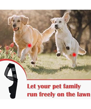 Dog Elbow Brace Protector Pads Hygroma Elbow Pad and Shoulder Protector for Canine Elbow and Shoulder Support Elbow Hygroma Dysplasia Osteoarthritis Elbow Calluses Pressure (Black) S Black - Buy Online on GoSupps.com