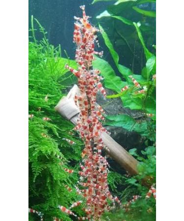Buy Shrimp Lollies Set Large 5x10 Lollies (50 Sticks) for Premium Shrimp Food | International Shipping Available - Buy Online on GoSupps.com