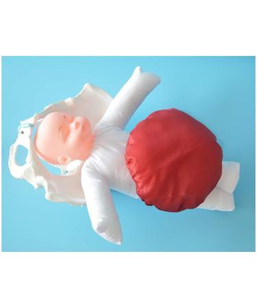 Slrmkk Female Pelvic Model for Birth Screening - Realistic Baby Pool & Removable Placenta Cord - Ideal Educational Tool for Anatomical Studies - Buy Online on GoSupps.com