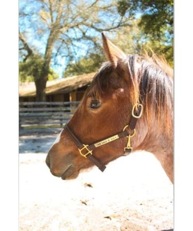 Tack Shack Turnout Leather Halter for Horses | Engraved Name Plate | Brown Leather, Solid Brass | Warmblood Size - Buy Online on GoSupps.com