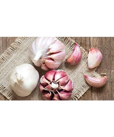 Indigo Herbs Garlic tincture 100 ml - Buy Online on GoSupps.com