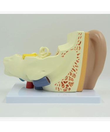 Human Ear Model 3X Enlarged 3-Piece Ear Anatomy Model Professional Ear Simulation Model Shows External Middle and Inner Ear for Medical Education - Buy Online on GoSupps.com