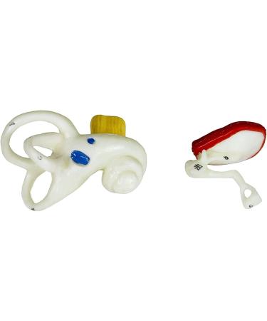 Ear Anatomical Model 4X Ear 11"X 7"X 7" Shows External Middle and Inner Ear Parts Including Templar Bone Section Ear Canal Labyrinth Drum - Buy Online on GoSupps.com