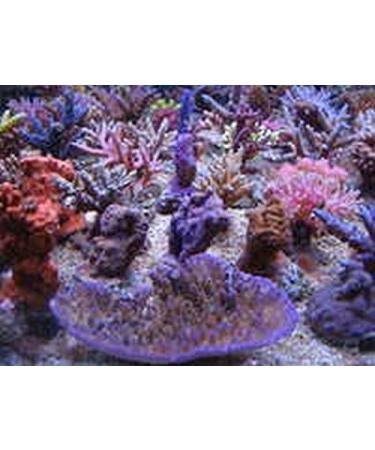 Korallenzucht.de Coral Snow - Premium Coral Food 250ml for Vibrant Aquarium Growth - Buy Online on GoSupps.com