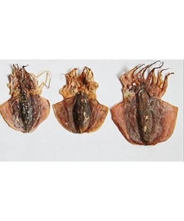 WENXUANSU: 3 Pound (1362 grams) Dried seafood small-sized cuttlefish from South China Sea