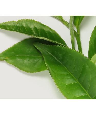 EAU VITALE Aromatherapy Mist - T Verde | Refreshing & Uplifting | Shop Internationally - Buy Online on GoSupps.com