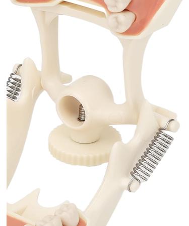 High-Quality 32 Teeth Dentist Typodont Model with Soft Gums | Perfect for Dental Training & Research | Verdant Touch - Buy Online on GoSupps.com