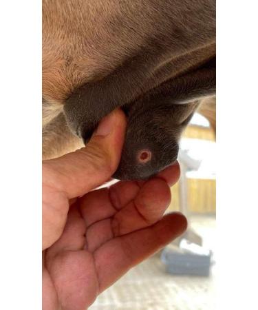 Hofgut Claassen Sarkosense 500g | Effective Support for Horses with Sarcoids - Buy Internationally - Buy Online on GoSupps.com