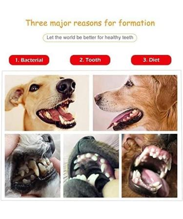 AFTREN Double Headed Tarter scraper Dental Tooth Scaler Plaque Remover (Perfect for Cats and Dogs) Stainless Steel Teeth Cleaning Tool (Silver) - Buy Online on GoSupps.com