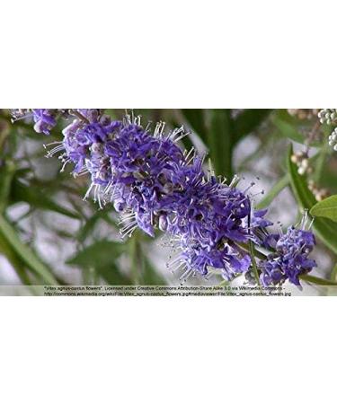 Buy Indigo Herbs Agnus Castus Powder 100g - Premium Quality Herbal Supplement | International Shipping Available - Buy Online on GoSupps.com
