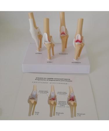 Dog Knee Joint Model Four Stage Knee Arthritis Health Knee and Dog Lesion Joint Model for Veterinary Office Teaching Aids - Buy Online on GoSupps.com