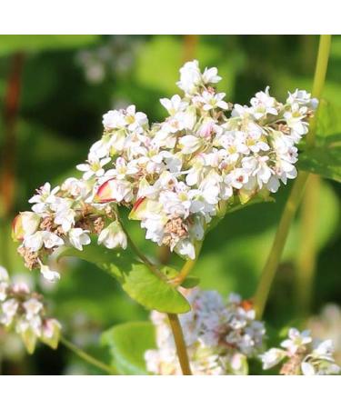 Buy Organic Buckwheat Kernels 5kg - Premium Quality Farm-Fresh Organic Cultivation - Buy Online on GoSupps.com
