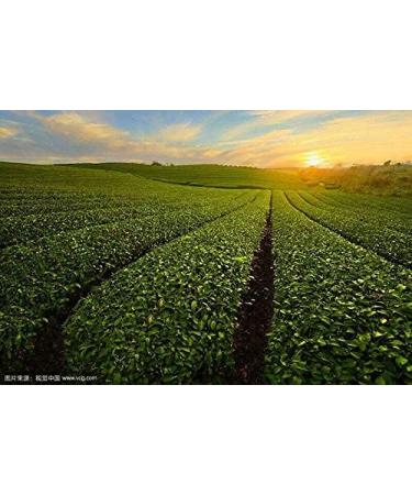 357g Fabriqu en Yunnan Menghai Th Pu Er vieux th Puerh Th noir m r Pu'er - Buy Online on GoSupps.com